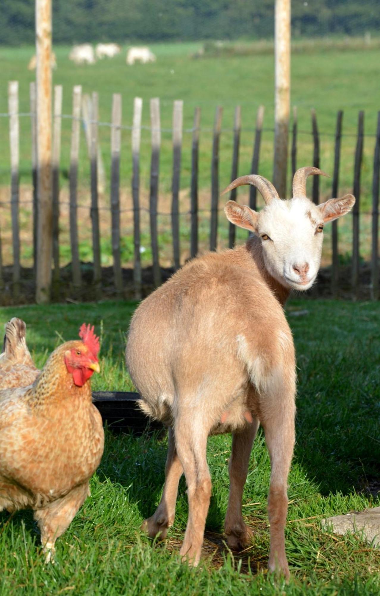 B&B La Ferme Du Doux Libramont-Chevigny Dış mekan fotoğraf