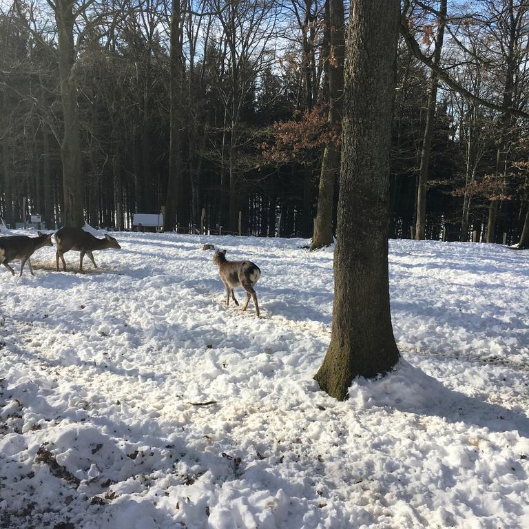 B&B La Ferme Du Doux Libramont-Chevigny Dış mekan fotoğraf
